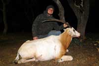 27 inch Scimitar-horned Oryx