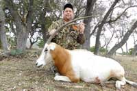 33 inch Scimitar-horned Oryx