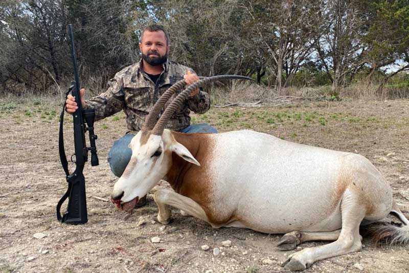 33 inch Scimitar-horned Oryx