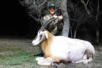 35 inch Scimitar-horned Oryx